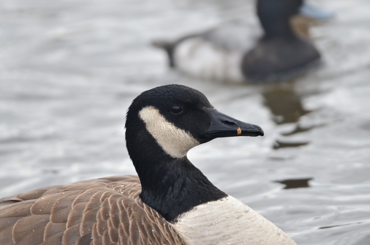 Canada Goose - ML613309862