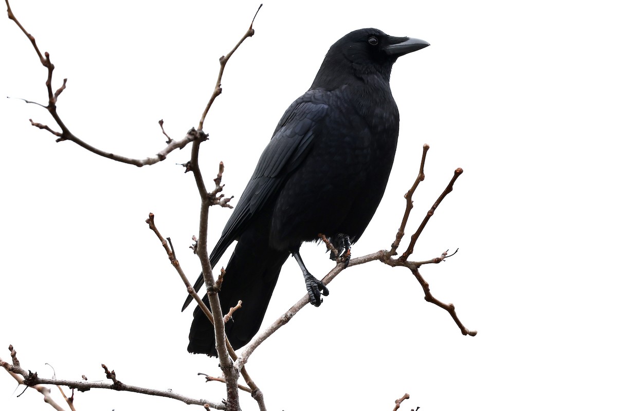 Fish Crow - ML613309896