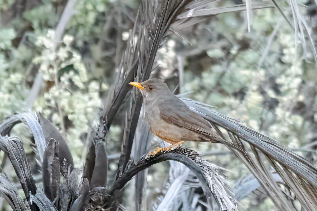 Karoo Thrush - ML613309929