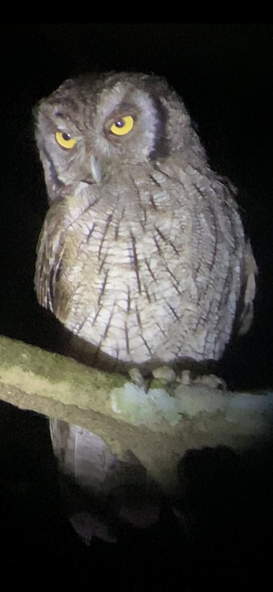 Tropical Screech-Owl - ML613309961