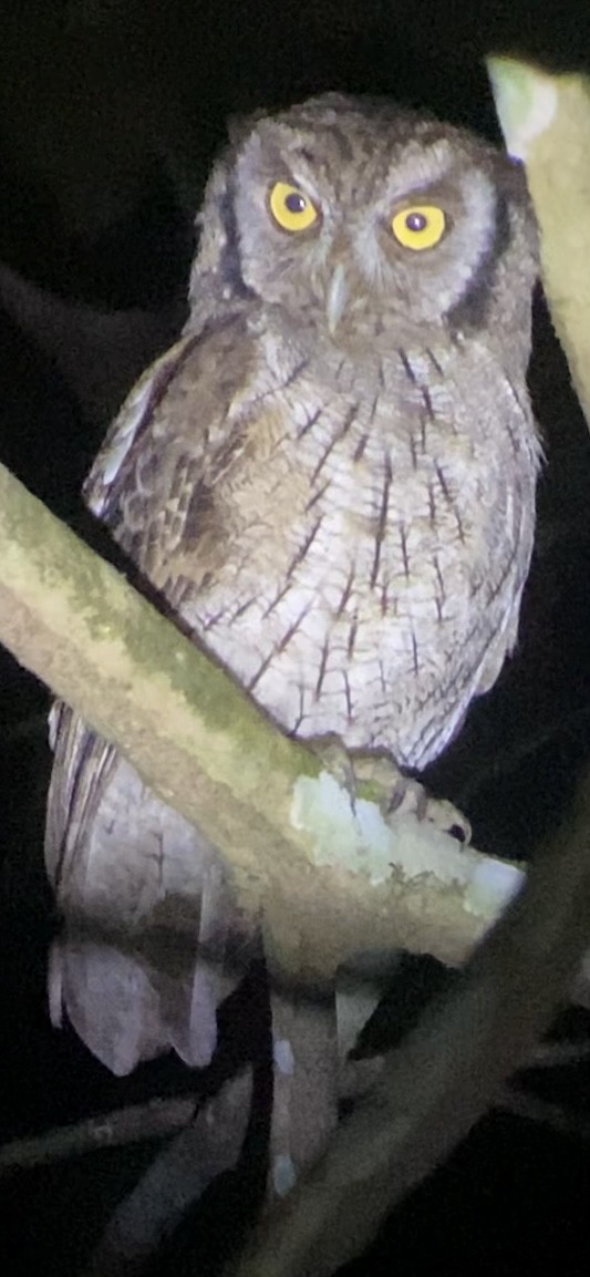 Tropical Screech-Owl - ML613309962