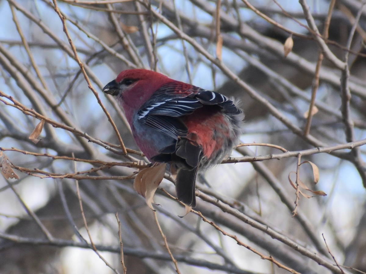 Pine Grosbeak - ML613310039