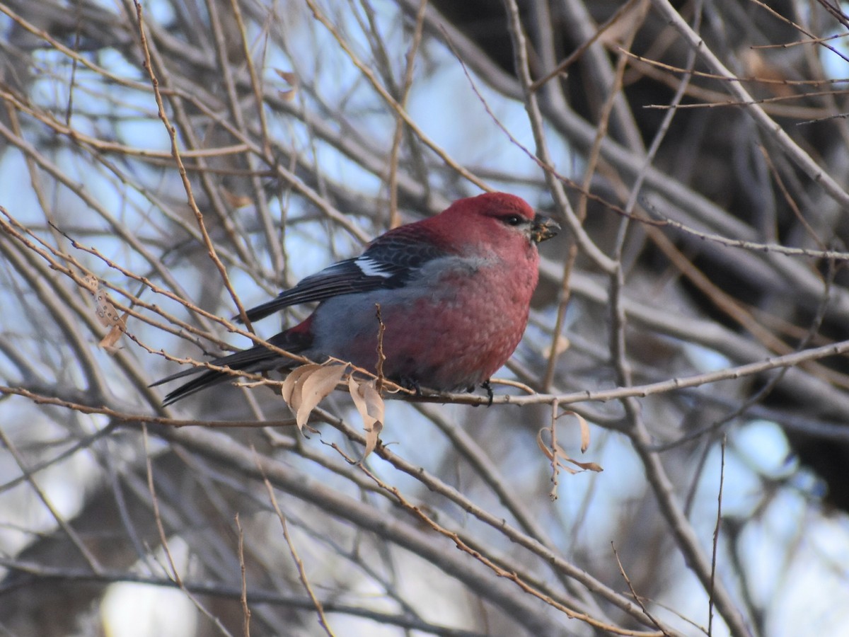 Pine Grosbeak - ML613310040