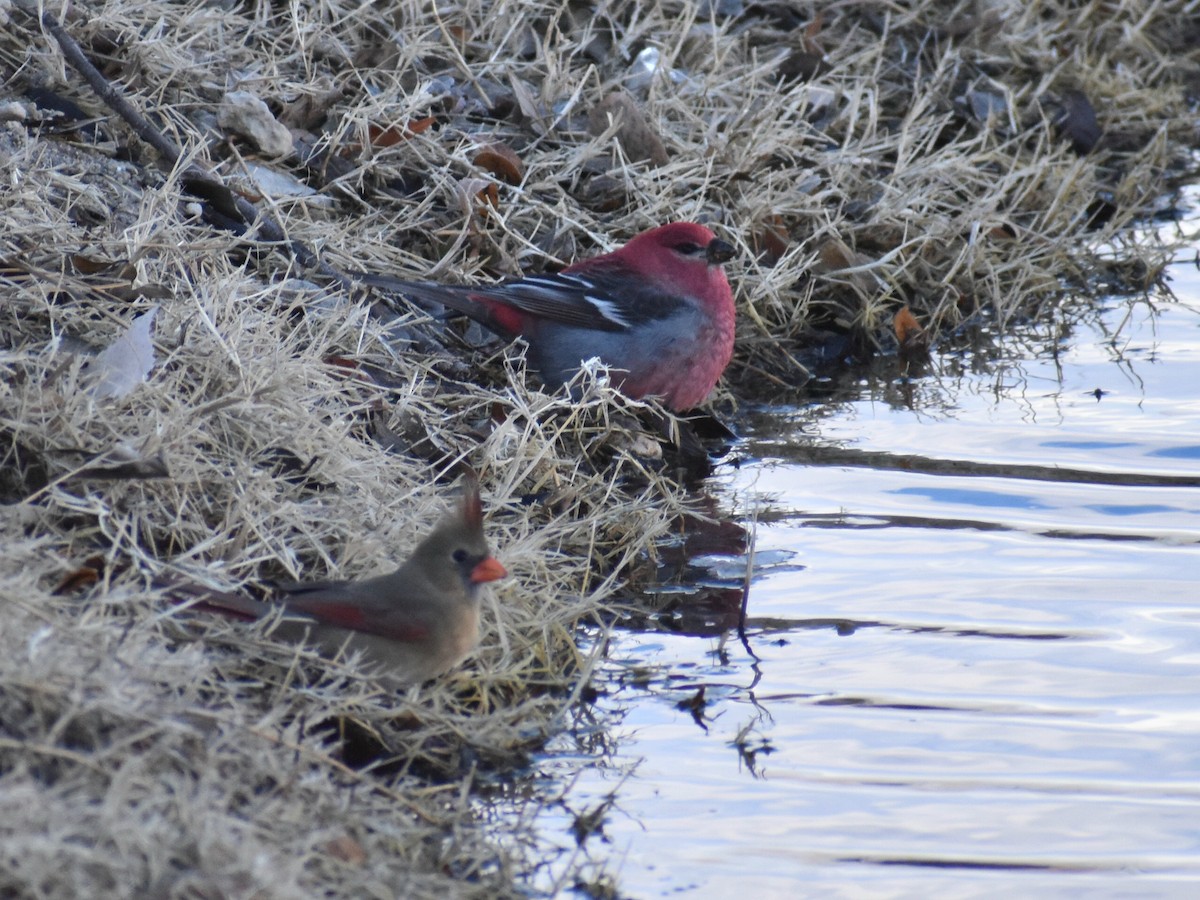 Pine Grosbeak - ML613310041