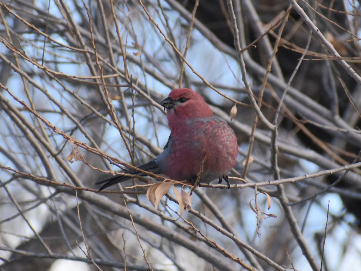 Pine Grosbeak - ML613310042