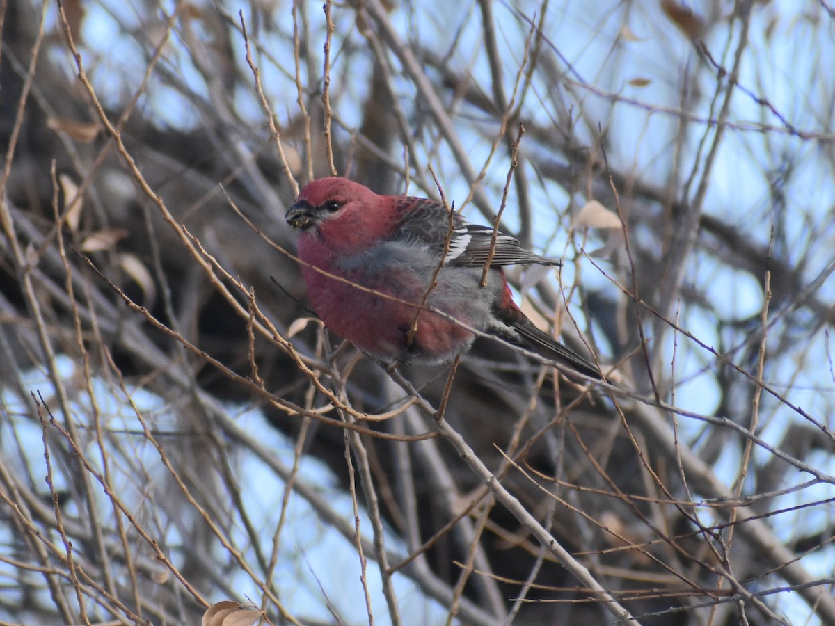 Pine Grosbeak - ML613310043