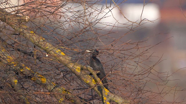 Black Woodpecker - ML613310059