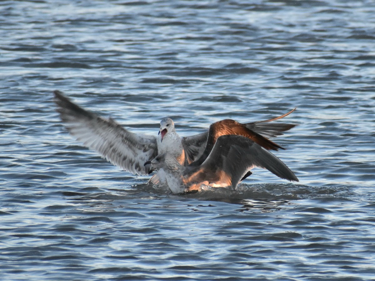 Yellow-footed Gull - ML613310069
