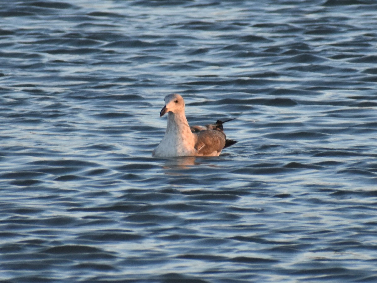 Yellow-footed Gull - ML613310070