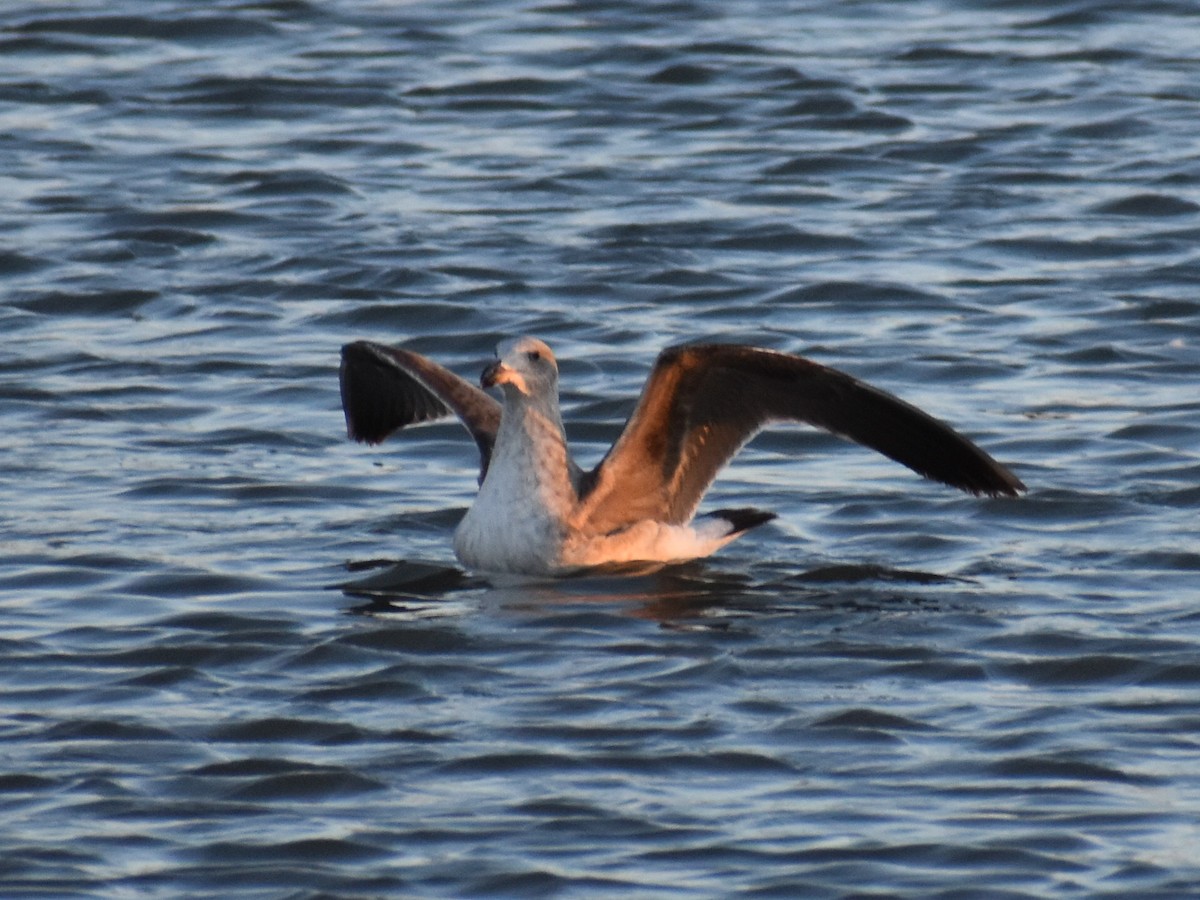 Yellow-footed Gull - ML613310071