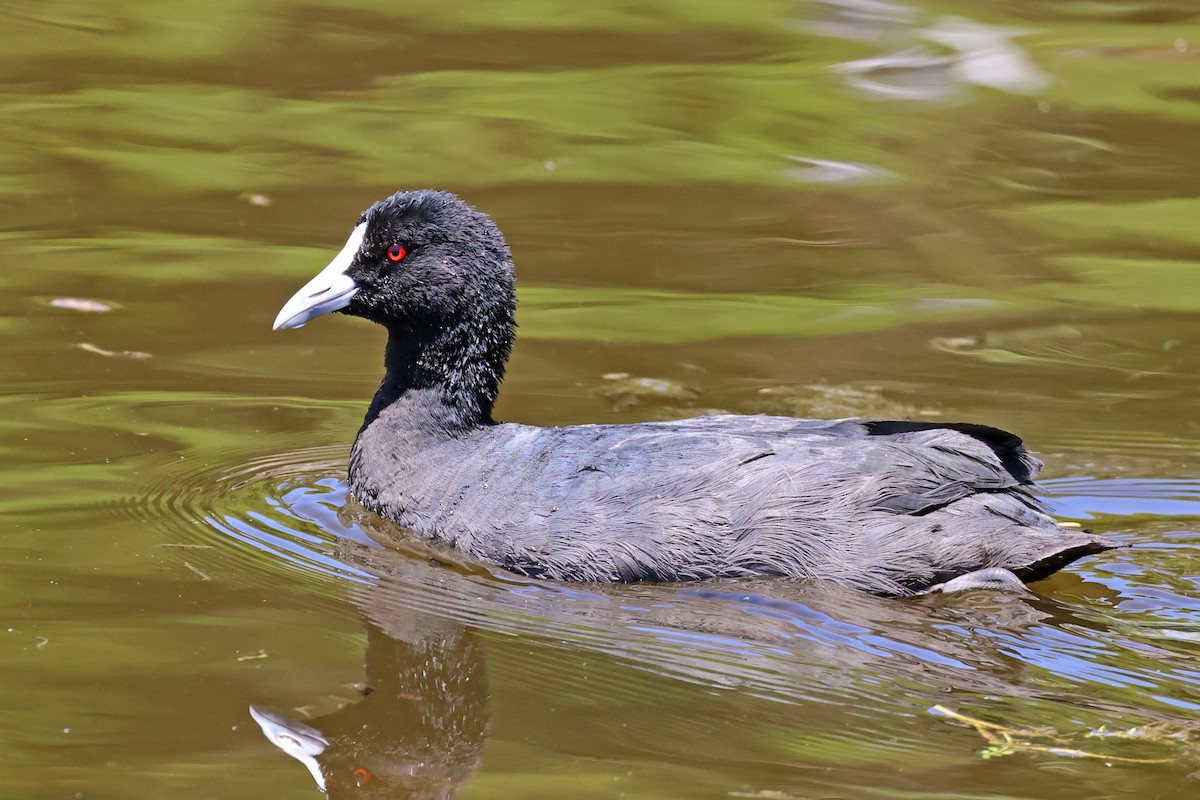 Eurasian Coot - ML613310093