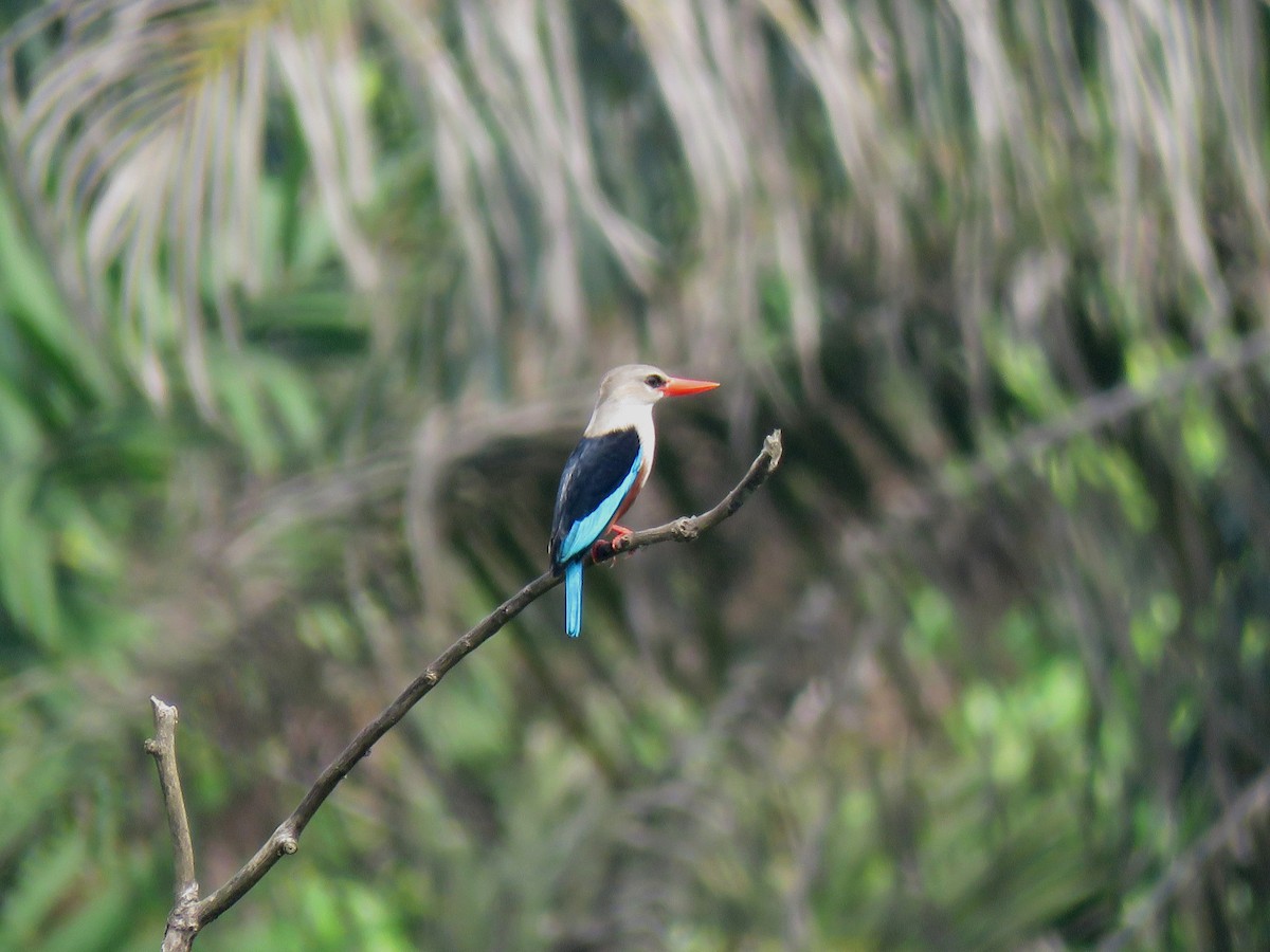 Gray-headed Kingfisher - ML613310096