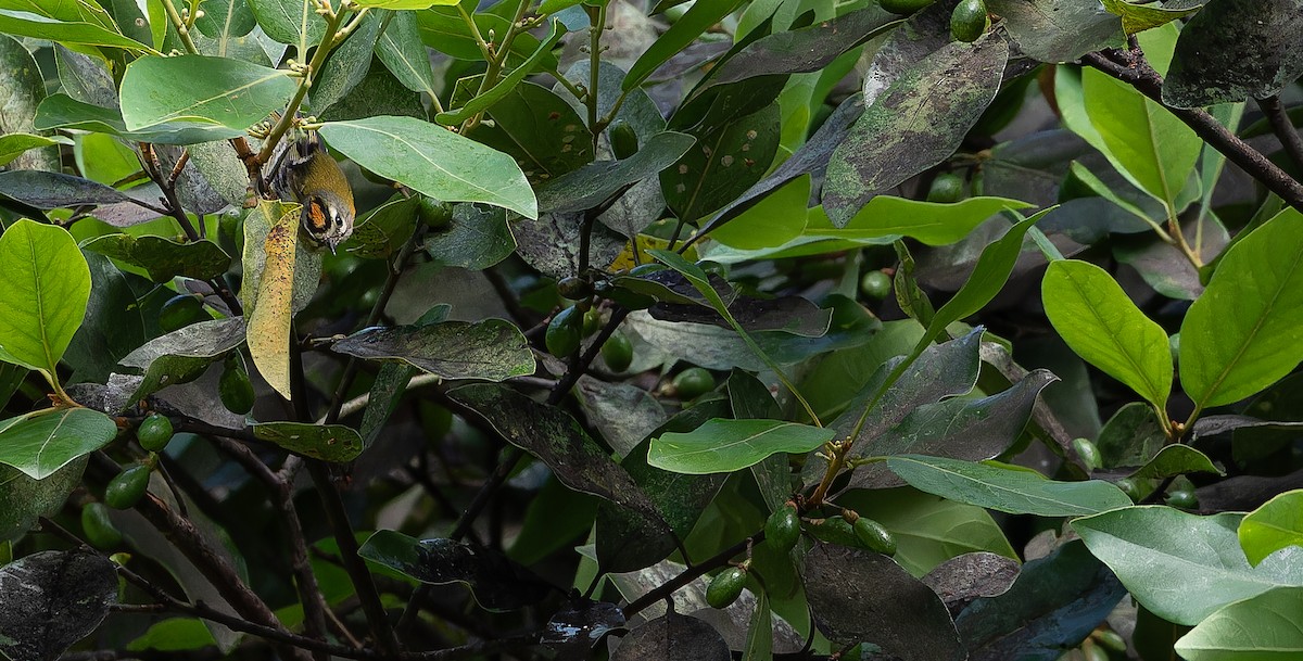 Madeira Firecrest - ML613310107