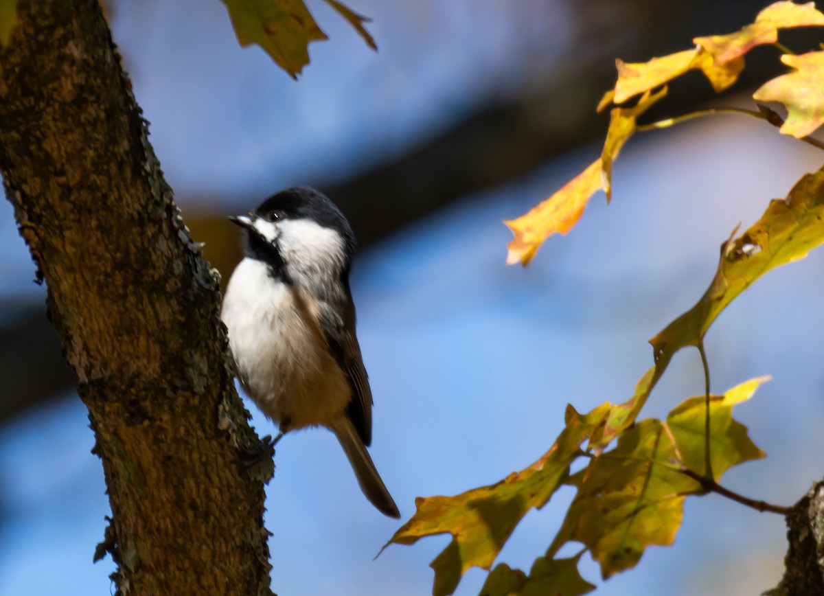 Carolina Chickadee - ML613310139