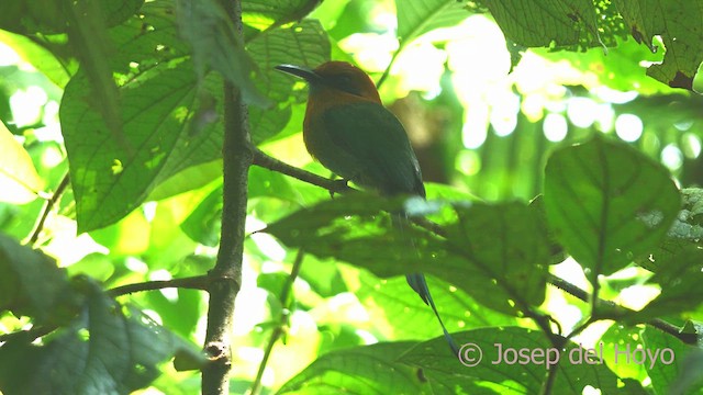 Broad-billed Motmot - ML613310166