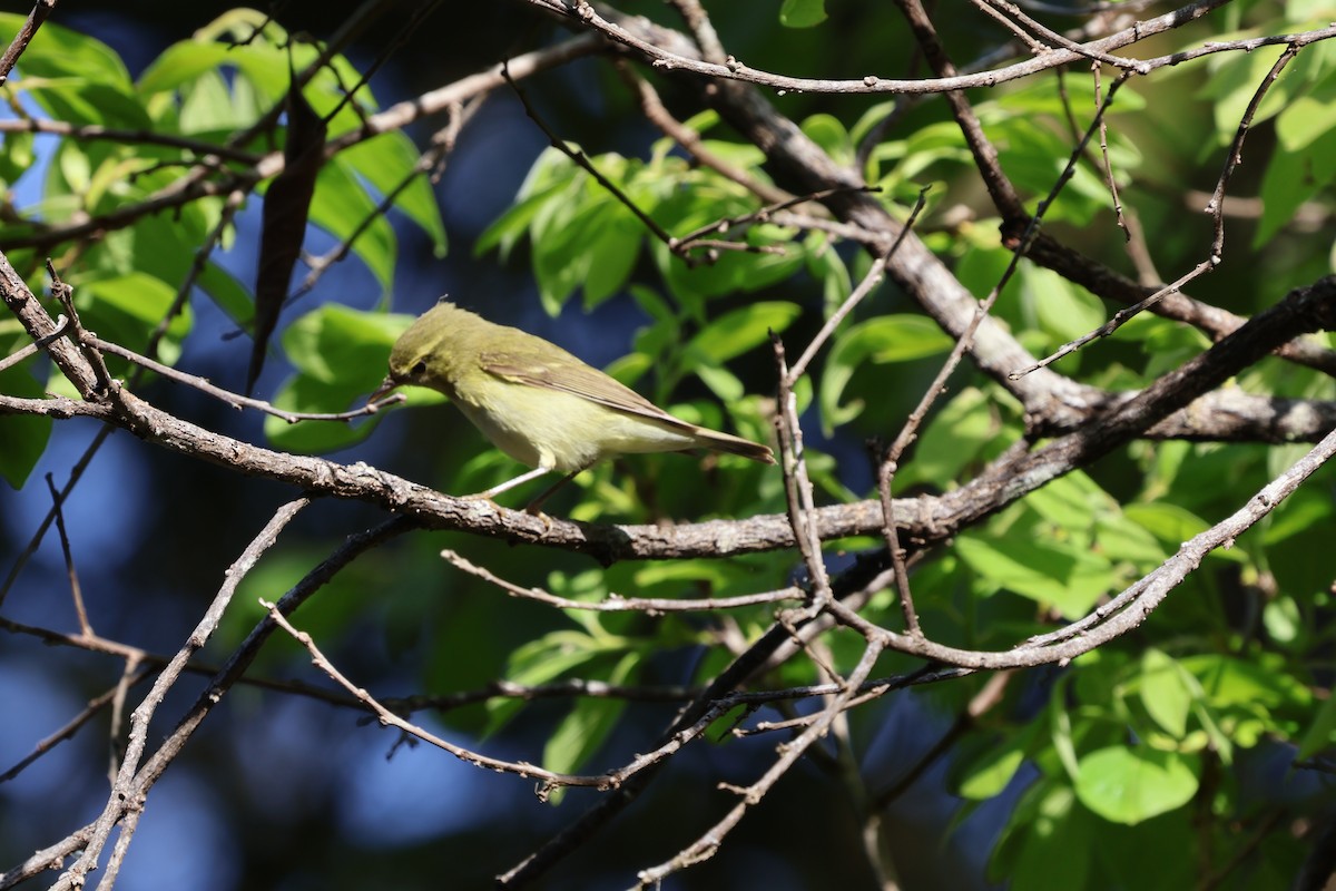 Green Warbler - Matthew Wentworth