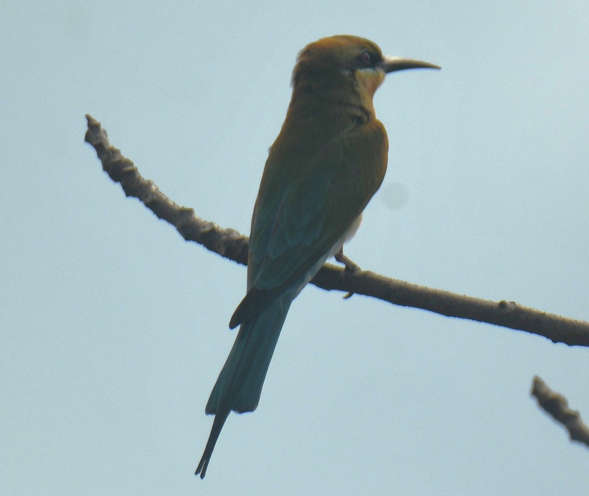 Blue-tailed Bee-eater - ML613310267