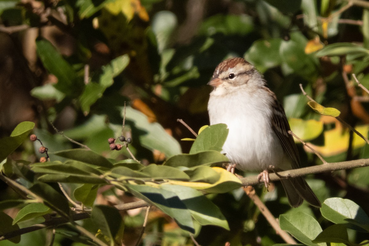 Chipping Sparrow - ML613310269