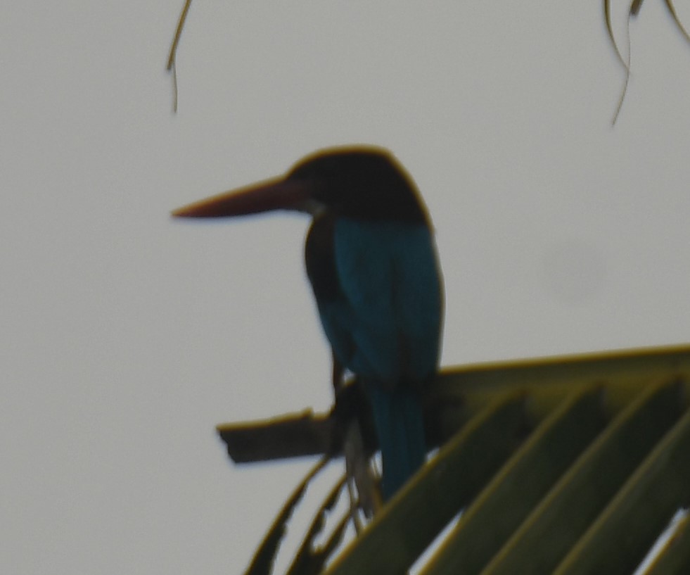 White-throated Kingfisher - ML613310271