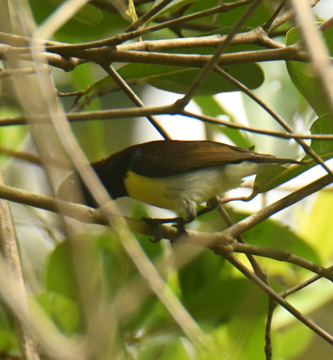 Purple-rumped Sunbird - Mohanan Choron