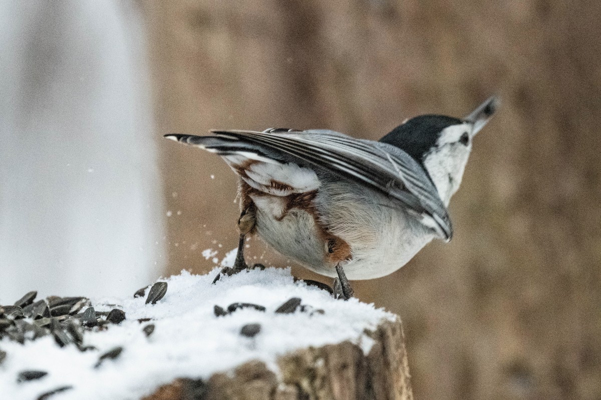 White-breasted Nuthatch - ML613310327