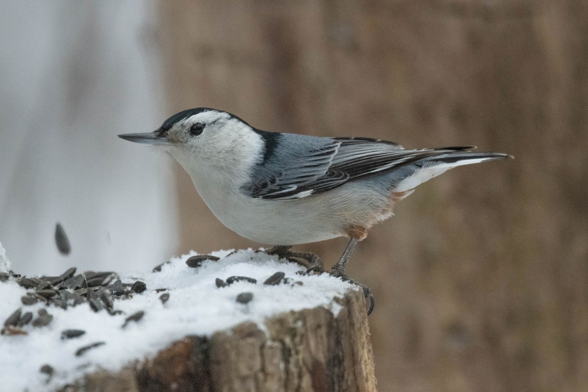 White-breasted Nuthatch - ML613310328