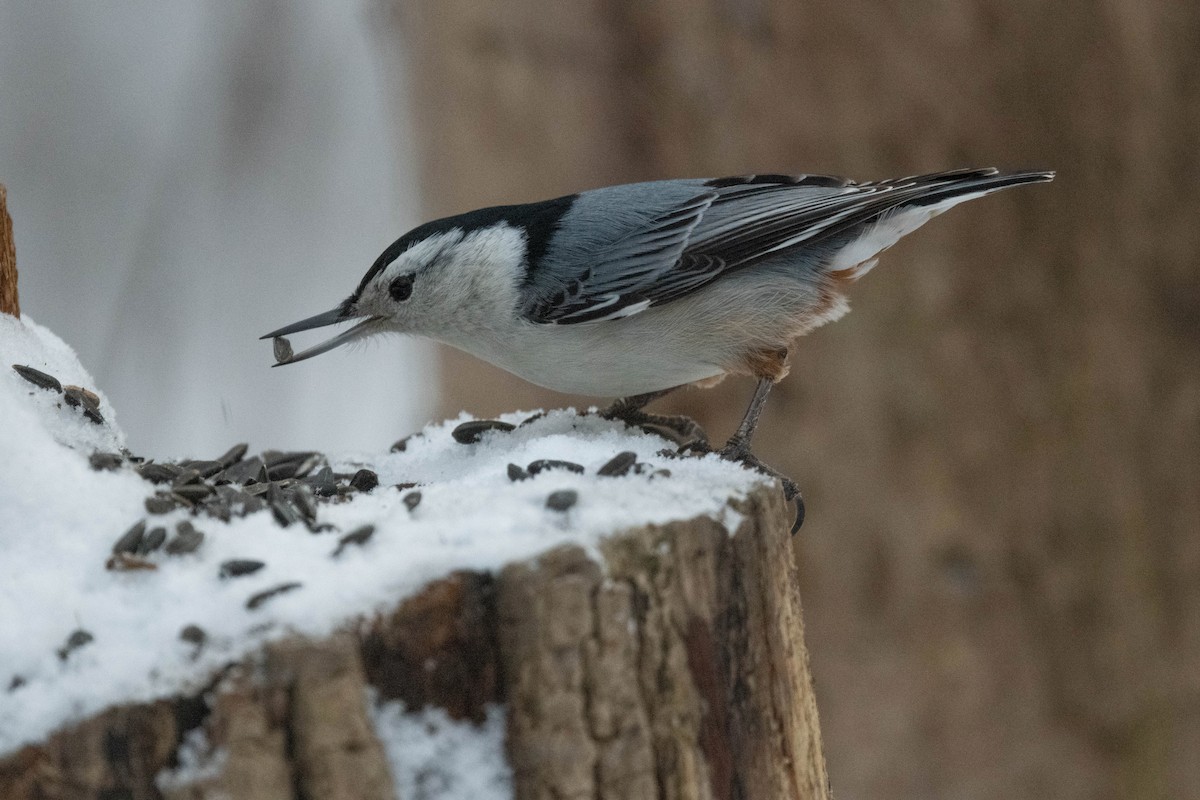 White-breasted Nuthatch - ML613310329