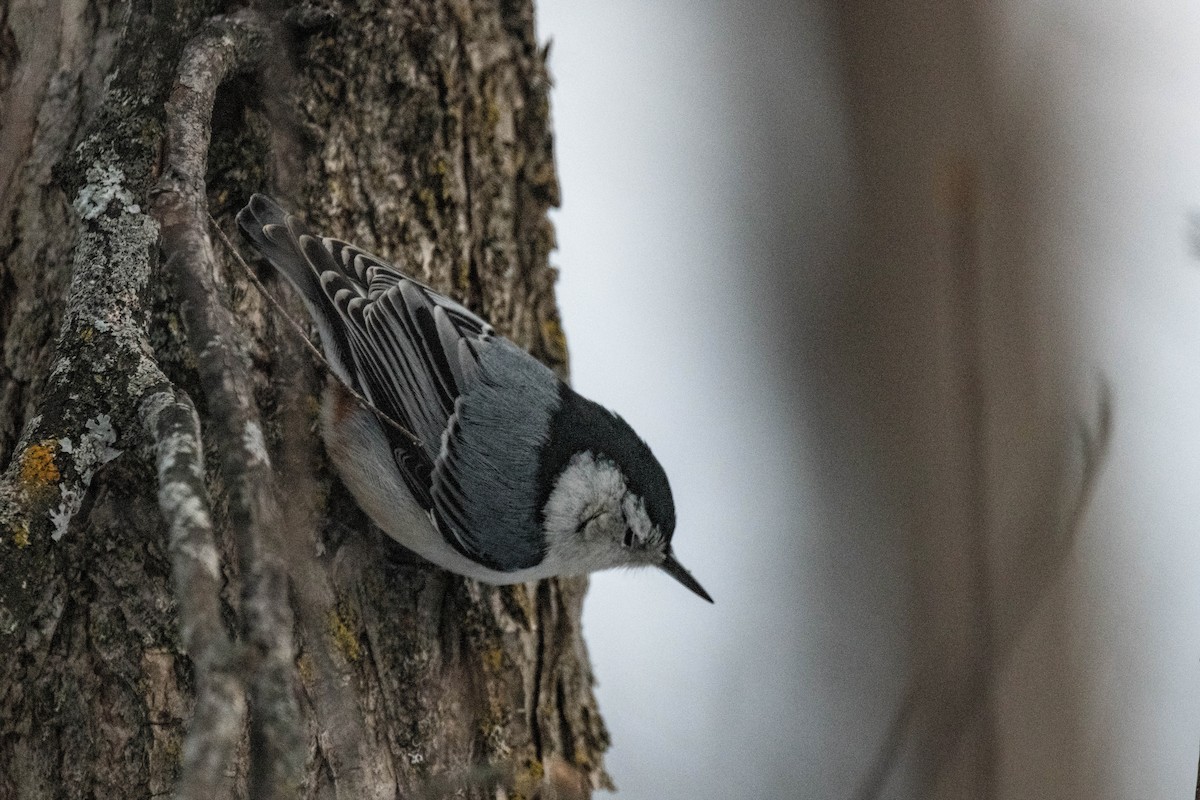 White-breasted Nuthatch - ML613310330
