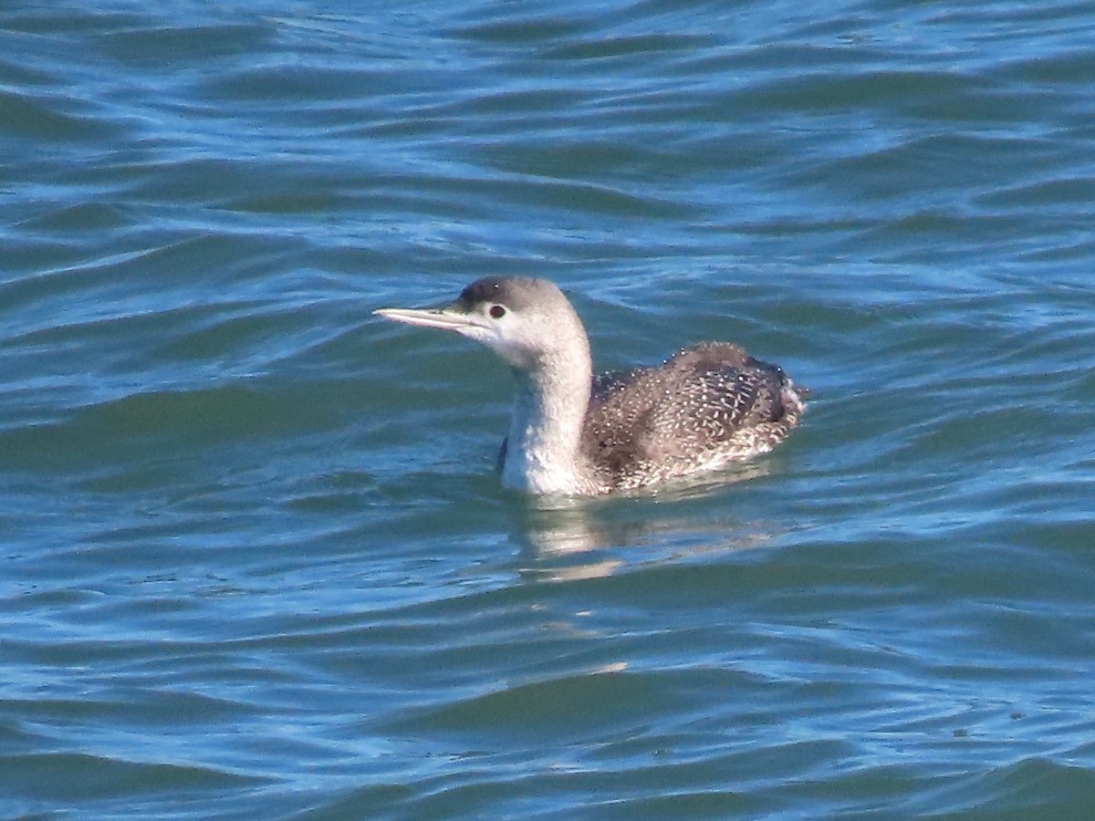 Sterntaucher - ML613310365