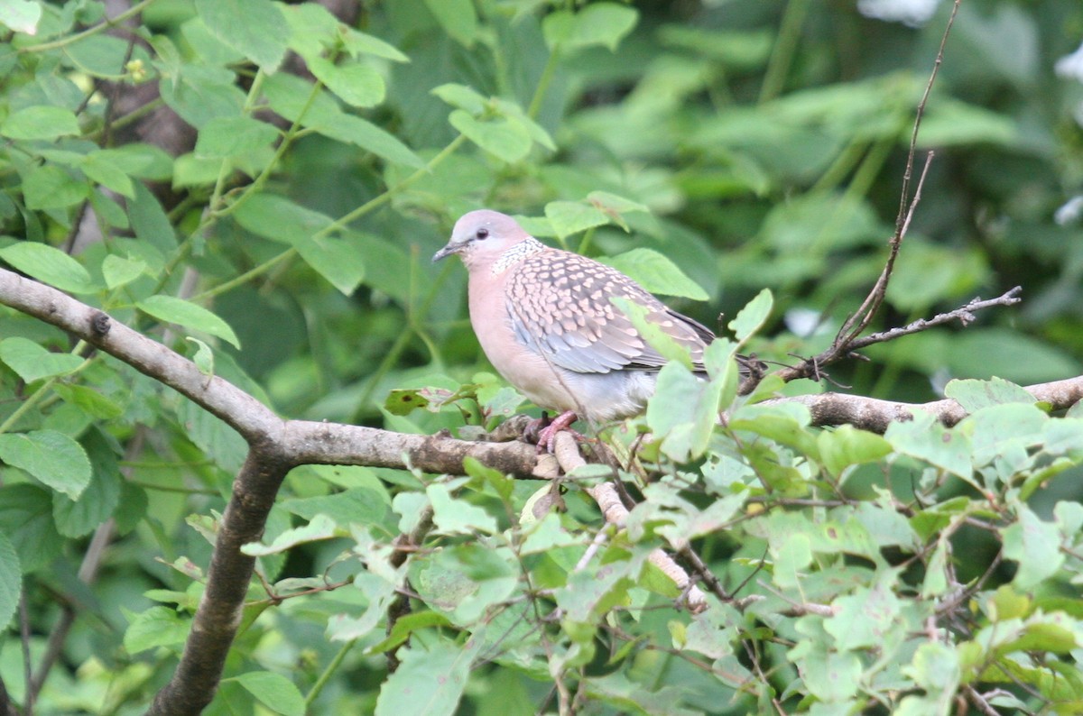 Spotted Dove - ML613310417