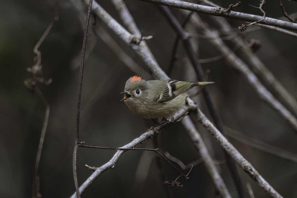 Ruby-crowned Kinglet - ML613310437