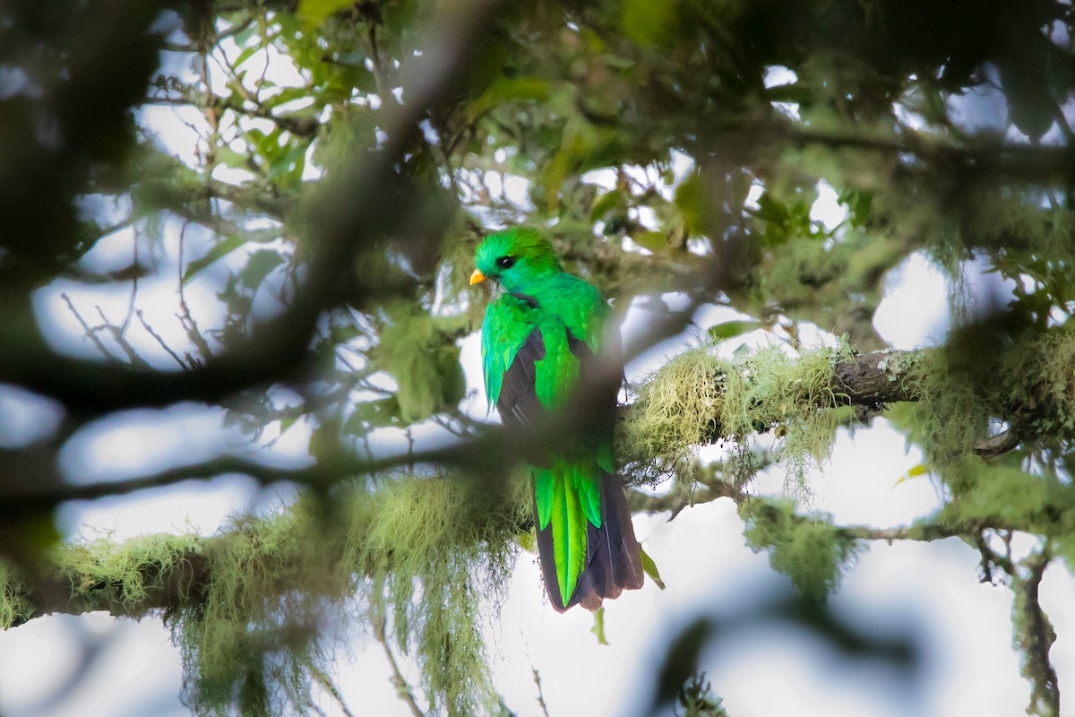 Resplendent Quetzal - Juan Pablo Aguirre Gutierrez