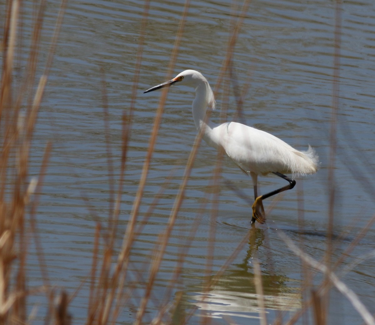 Snowy Egret - ML613310509