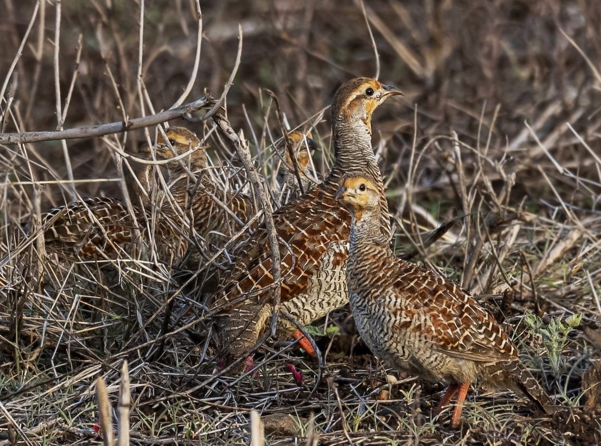 Gray Francolin - ML613310510