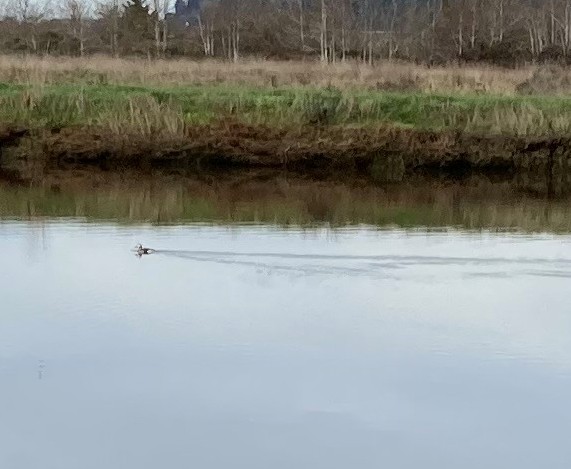 Long-tailed Duck - Ralph Bucher