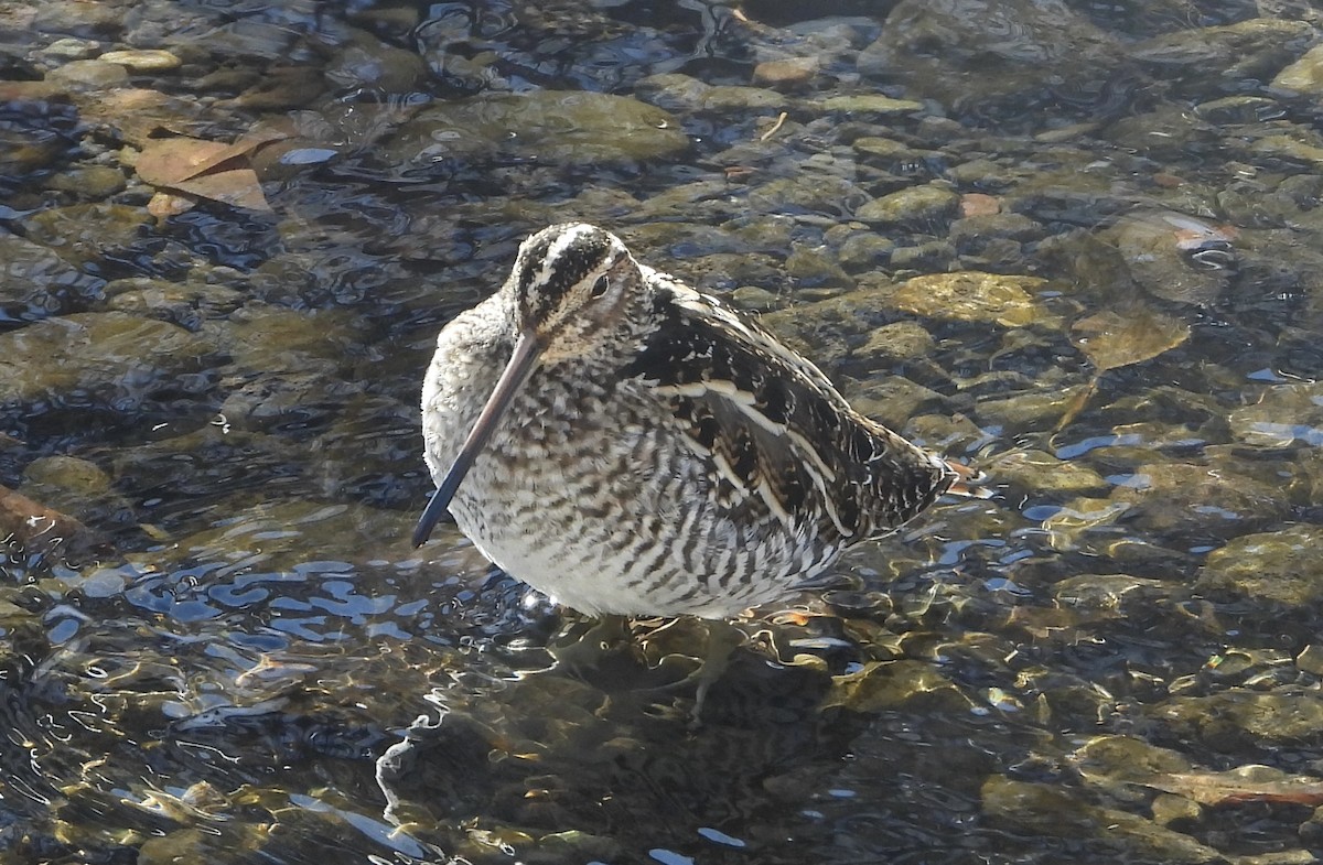 Wilson's Snipe - ML613310555