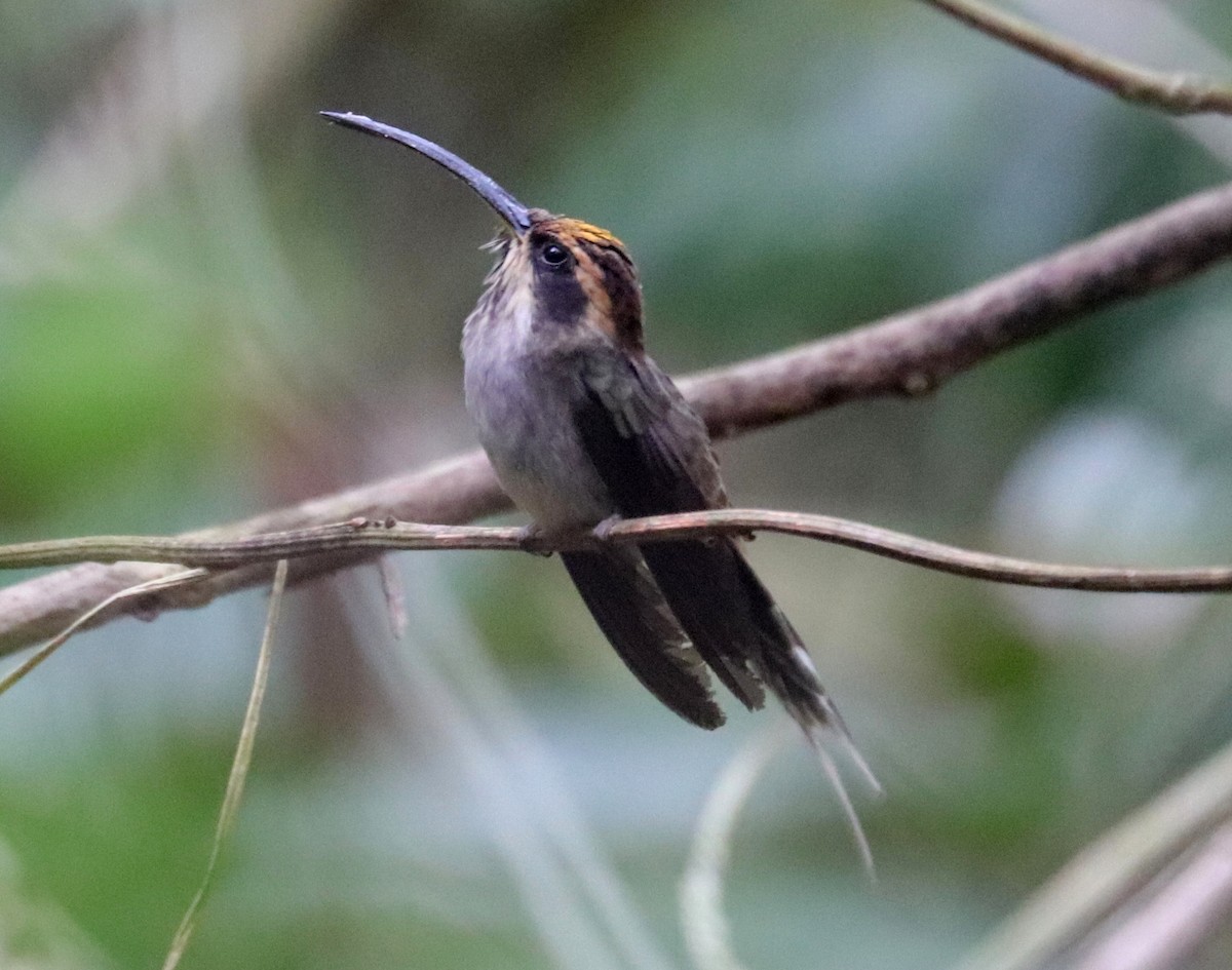 Scale-throated Hermit - ML613310583