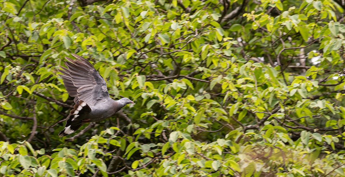 Trocaz Pigeon - Friedemann Arndt