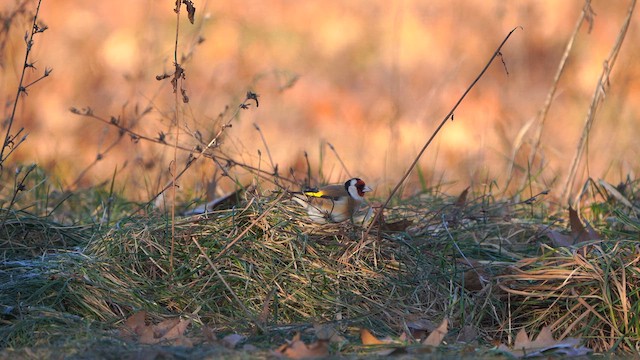 European Goldfinch - ML613310656