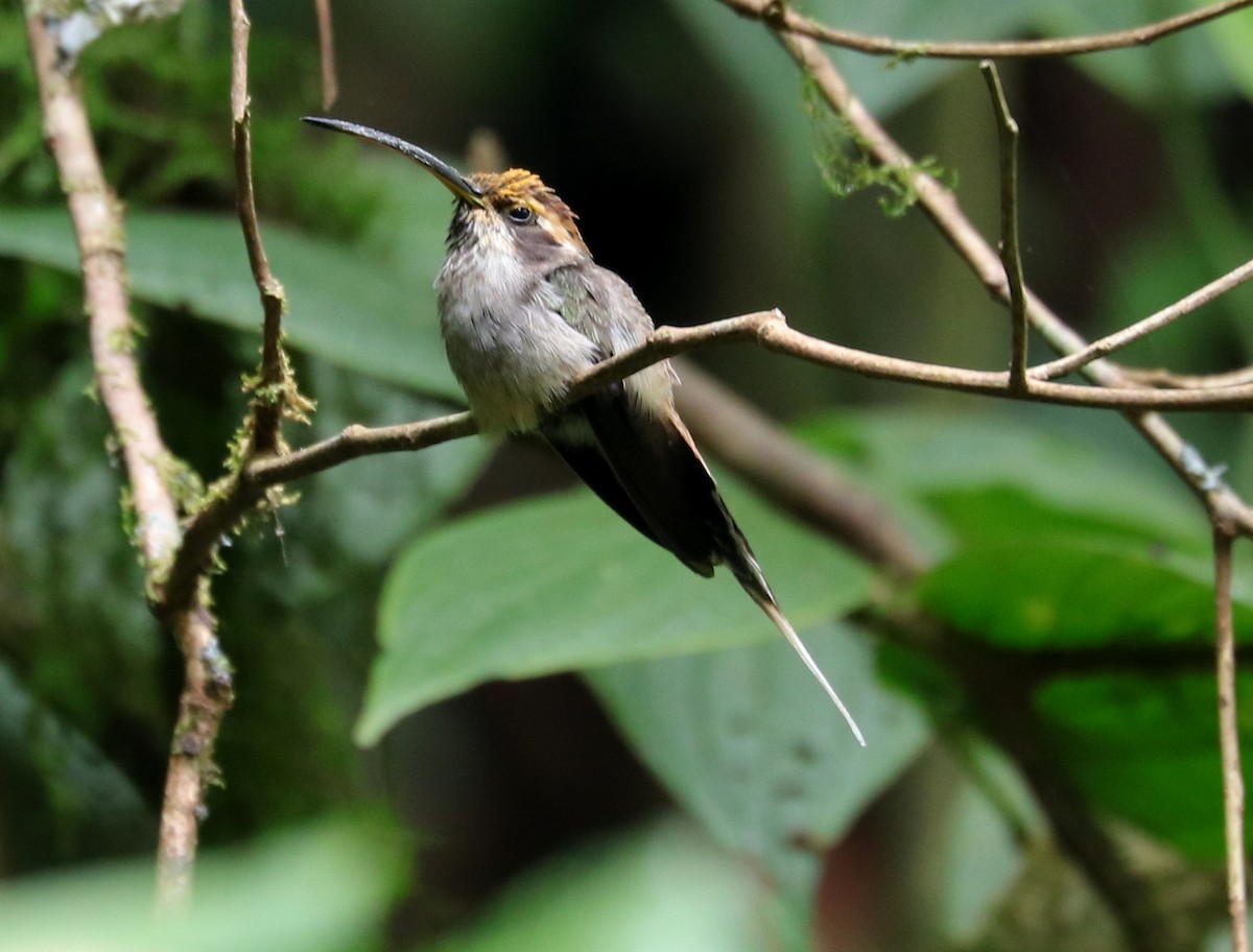Scale-throated Hermit - ML613310682