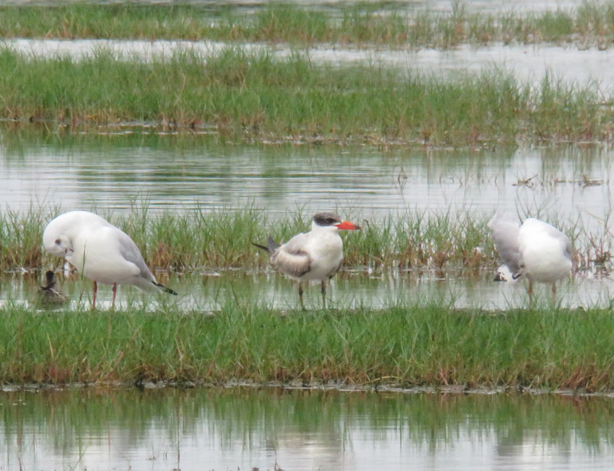 Caspian Tern - ML613310705