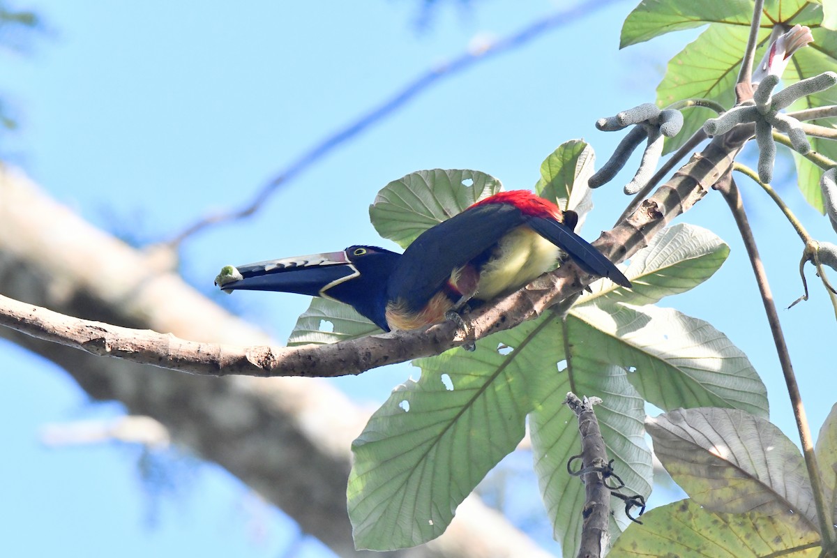 Collared Aracari - ML613310748