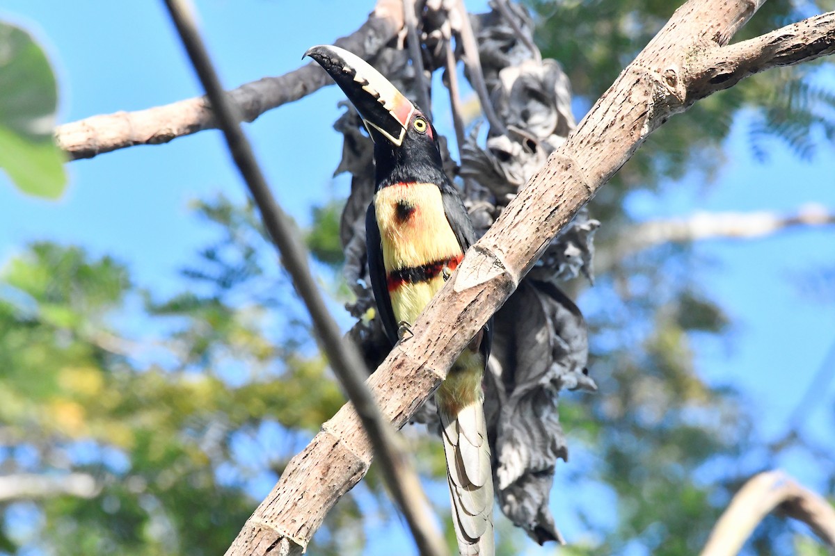 Collared Aracari - ML613310749