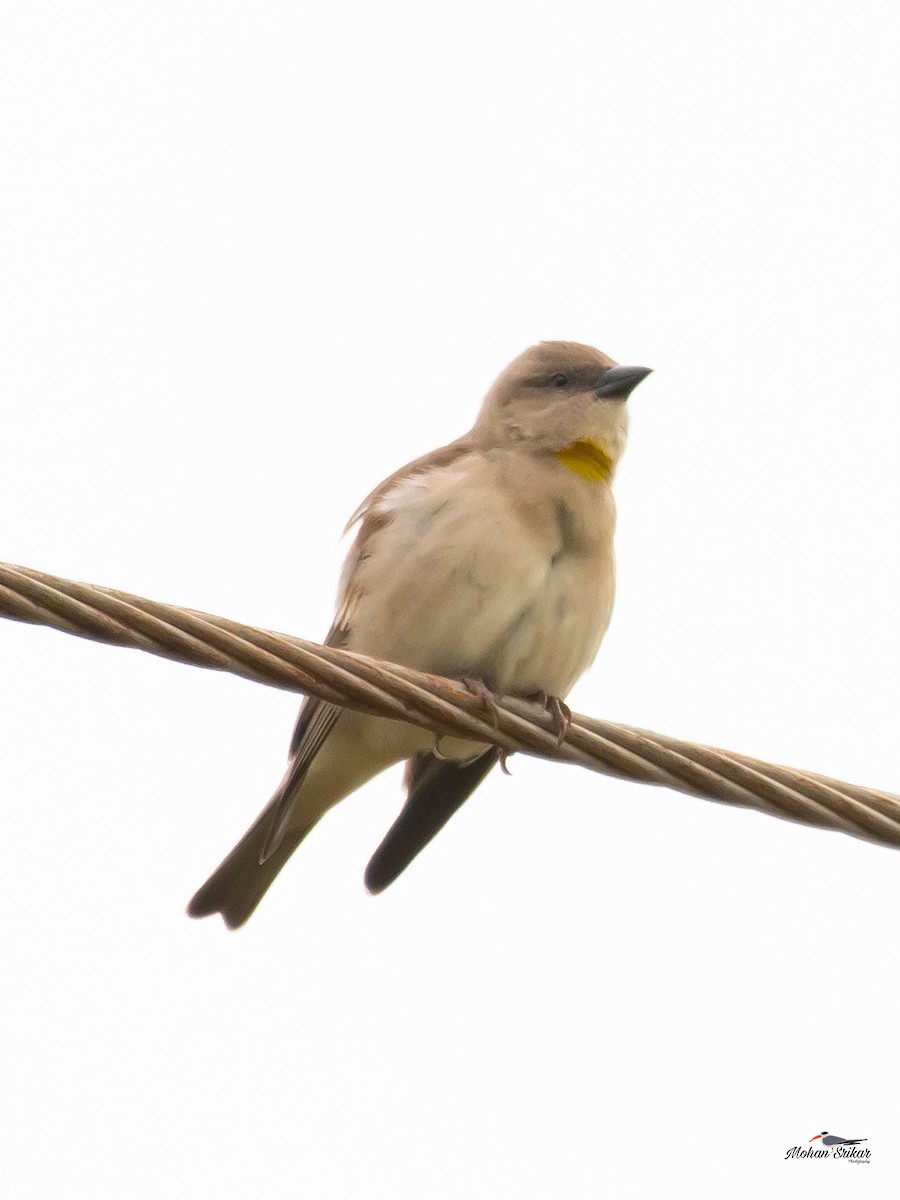 Yellow-throated Sparrow - ML613310812