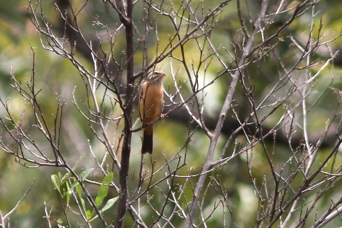 Cinnamon-breasted Bunting - Dave Curtis