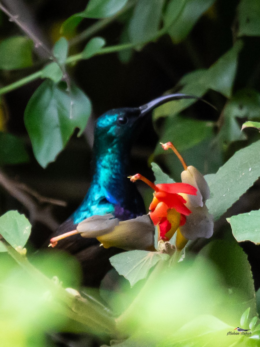 Loten's Sunbird - ML613310848