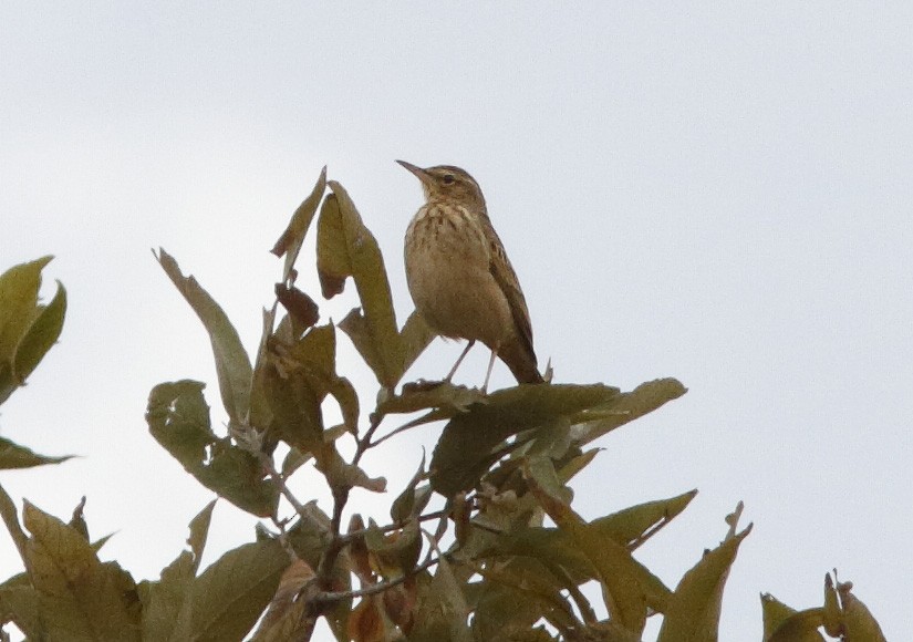 Long-billed Pipit (East African) - ML613310867