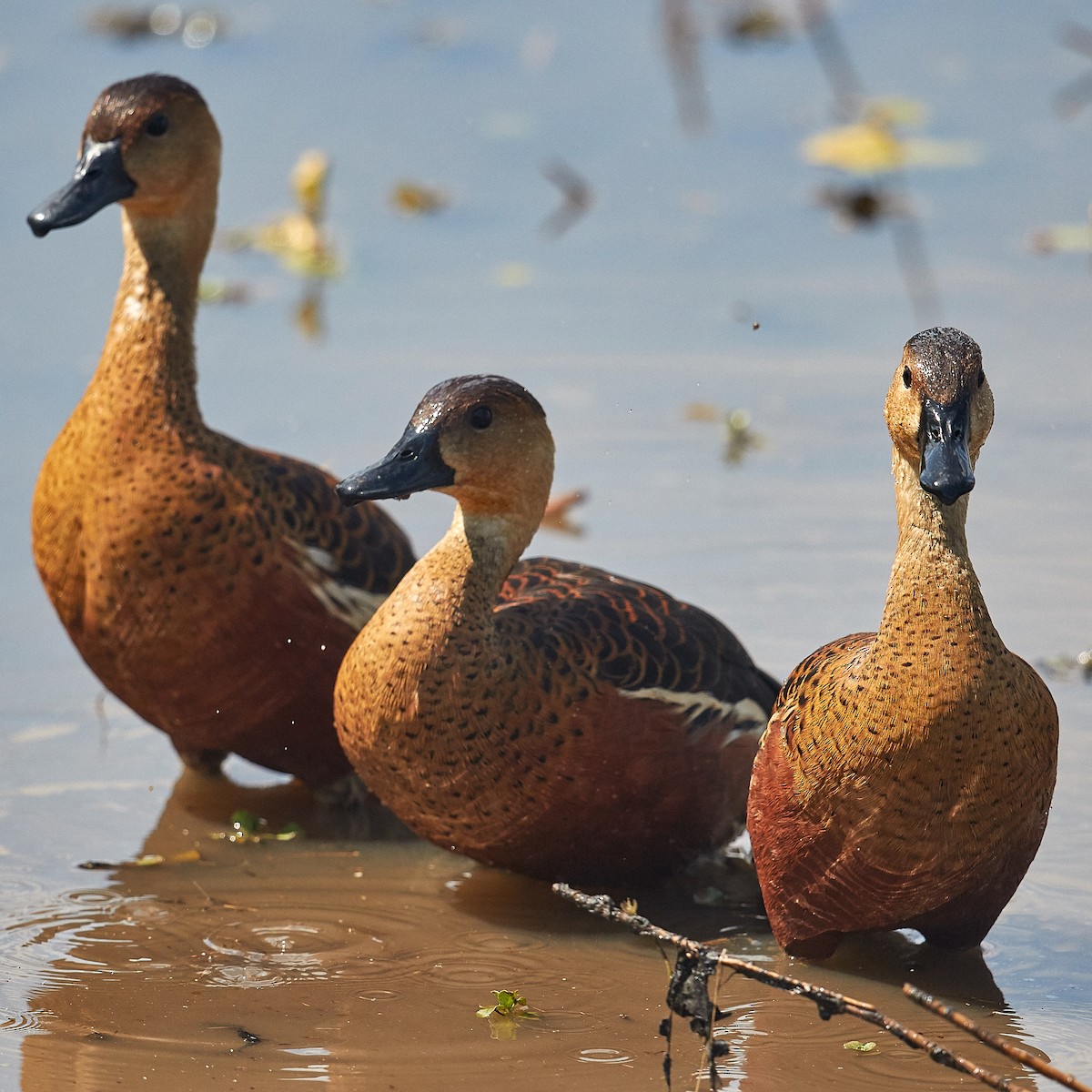 Wandering Whistling-Duck - Werner Suter