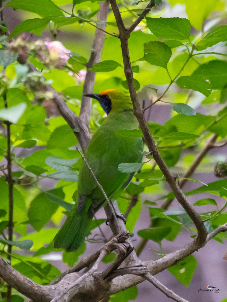 Golden-fronted Leafbird - ML613310909
