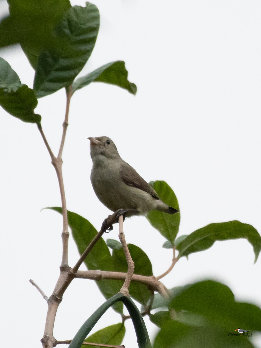 Pale-billed Flowerpecker - ML613310921